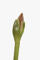 Amaryllis, Amaryllidaceae Hippeastrum, breaking flower head on stem against a pure white background.