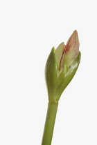 Amaryllis, Amaryllidaceae Hippeastrum, breaking flower head on stem against a pure white background.