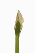 Amaryllis, Amaryllidaceae Hippeastrum, breaking flower head on stem against a pure white background.