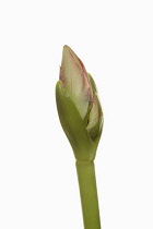 Amaryllis, Amaryllidaceae Hippeastrum, breaking flower head on stem against a pure white background.