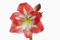 Amaryllis, Amaryllidaceae Hippeastrum, deep pink flower heads on stem against a pure white background.