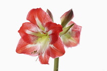 Amaryllis, Amaryllidaceae Hippeastrum, deep pink flower heads on stem against a pure white background.