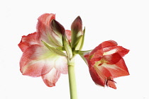 Amaryllis, Amaryllidaceae Hippeastrum, deep pink flower heads side view on stem against a pure white background.