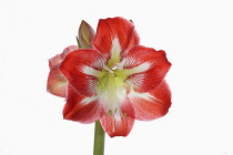 Amaryllis, Amaryllidaceae Hippeastrum, deep pink flower heads on stem against a pure white background.