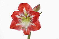 Amaryllis, Amaryllidaceae Hippeastrum, deep pink flower heads on stem against a pure white background.