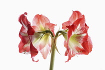 Amaryllis, Amaryllidaceae Hippeastrum, deep pink flower heads on stem against a pure white background.