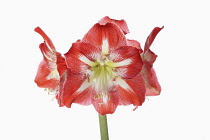 Amaryllis, Amaryllidaceae Hippeastrum, deep pink flower heads on stem against a pure white background.