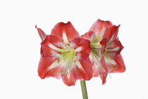 Amaryllis, Amaryllidaceae Hippeastrum, deep pink flower heads on stem against a pure white background.