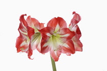 Amaryllis, Amaryllidaceae Hippeastrum, deep pink flower heads on stem against a pure white background.