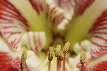 Amaryllis, Amaryllidaceae Hippeastrum, front view close up of open flower head showing stamen.