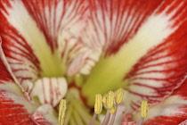 Amaryllis, Amaryllidaceae Hippeastrum, front view close up of open flower head showing stamen.