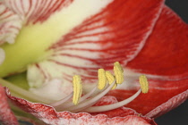 Amaryllis, Amaryllidaceae Hippeastrum, close up of open flower head showing filaments and stamen.