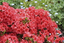 Azalea, deep pink azalea in full flower.