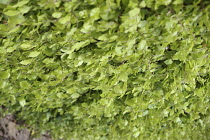 Beech hedge, Fagus Sylvatica, View along a mature hedge showing fresh green leaves.