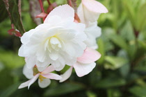 Begonia, Hanging open white flower head with a touch of yellow in the centre.