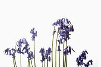 Bluebell, English bluebell, Hyacinthoides non-scripta, Stems and pale blue flower heads shown against a pure white background.