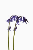 Bluebell, English bluebell, Hyacinthoides non-scripta, 2 stems and pale blue flower heads shown against a pure white background.