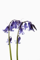 Bluebell, English bluebell, Hyacinthoides non-scripta, 2 stems and pale blue flower heads shown against a pure white background.