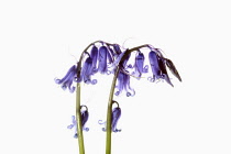 Bluebell, English bluebell, Hyacinthoides non-scripta, 2 stems and pale blue flower heads shown against a pure white background.