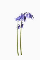 Bluebell, English bluebell, Hyacinthoides non-scripta, 2 stems and pale blue flower heads shown against a pure white background.