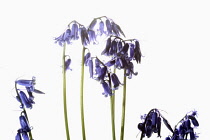 Bluebell, English bluebell, Hyacinthoides non-scripta, Stems and pale blue flower heads shown against a pure white background.