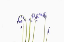 Bluebell, English bluebell, Hyacinthoides non-scripta, Stems and pale blue flower heads shown against a pure white background.