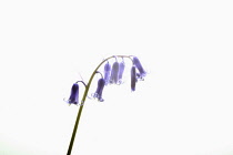 Bluebell, English bluebell, Hyacinthoides non-scripta, Single stem and pale blue flower head shown against a pure white background.