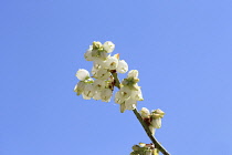 Blueberry, Vaccinium, Stem of bush showing open flowers.