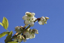 Blueberry, Vaccinium, Stem of bush showing open flowers.