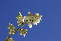 Blueberry, Vaccinium, Stem of bush showing flowers in various stages of opening.