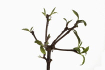 Viburnum, Burkwoodii, Viburnam x burkwoodii, Branches with emerging leaves shown against a pure white background.