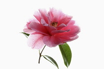 Camellia, Single pink camellia flower with leaves on a short stem shown against a pure white background.