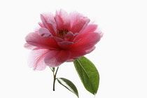 Camellia, Single pink camellia flower with leaves on a short stem shown against a pure white background.