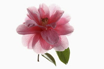 Camellia, Single pink camellia flower with leaves on a short stem shown against a pure white background.