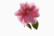 Camellia, Single pink camellia flower with leaves on a short stem shown against a pure white background.