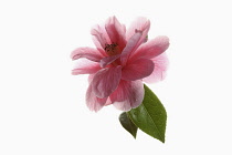 Camellia, Single pink camellia flower with leaves shown against a pure white background.