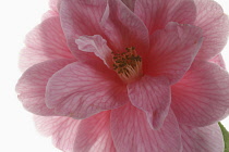 Camellia, Close up of an open pink camellia flower shown against a pure white background.