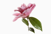 Camellia, Side view of a single pink camellia flower with leaves on a short stem shown against a pure white background.