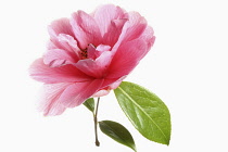 Camellia, Single pink camellia flower with leaves on a short stem shown against a pure white background.