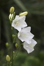 Canterbury Bell, Campanula medium, Close up of 3 open flowers and buds on a single stem.