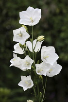 Canterbury Bell, Campanula medium, A stem of white open flowers on a single stem.