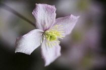 Clematis, Clematis Montana Wilsonii, A single open white flower with pink tinging.