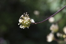 Clematis, Clematis Montana Wilsonii, A single open flower head ona stem that has set and going to seed.