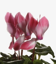 Cyclamen, Cyclamen 'Alpine Violet', Open pink flower heads with leaves, shown against a pure white background.