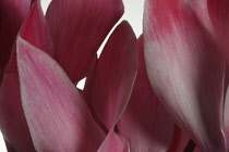 Cyclamen, Cyclamen 'Alpine Violet', Close up of open pink flower heads shown against a pure white background.