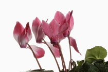 Cyclamen, Cyclamen 'Alpine Violet', Open pink flower heads with leaves, shown against a pure white background.