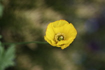 Poppy, Californian poppy, Eschsclolzia califonica, Open yellow flower head showing stigma, filaments and stamen.