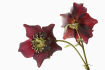 Hellebore, Open black hellebore flower head on a stem, with a second flower in back view, against a pure white background.