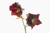 Hellebore, Open black hellebore flower head on a stem, with a second flower in backview, against a pure white background.