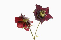 Hellebore, Open black hellebore flower head on a stem, with a second flower in back view, against a pure white background.